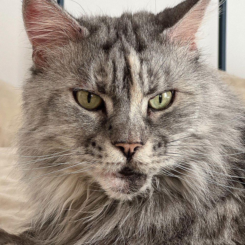 Maine Coon cat portrait, showcasing detailed fur texture, green eyes, and facial features, relevant for Midjourney prompt engineering.