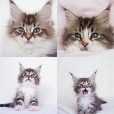Four fluffy tabby kittens in a soft pastel collage with gentle diffuse lighting