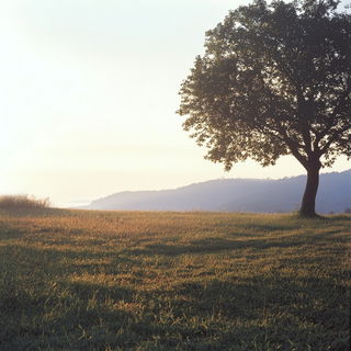 Florascope style, Midjourney V6.1: realistic landscape photograph of quiet dawn