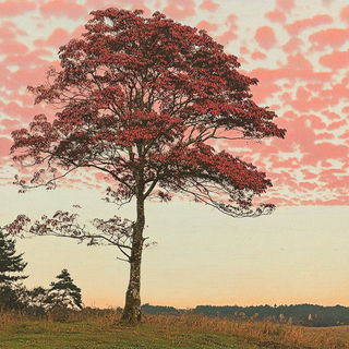 Archway Aquaflorics style, Midjourney V6.1: realistic landscape photograph of quiet dawn
