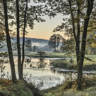 Mycoblossom style, Midjourney V6.1: realistic landscape photograph of quiet dawn