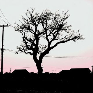 Biolume Crashcountry style, Midjourney V6.1: realistic landscape photograph of quiet dawn