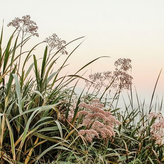 Prismtorrent style, Midjourney V6.1: realistic landscape photograph of quiet dawn
