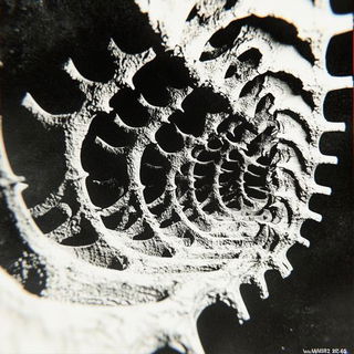 Floranomadics style, Midjourney V6.1: abstract 3D render