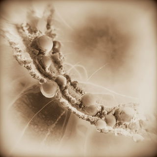 Caligo Antiqua style, Midjourney V7: abstract 3D render