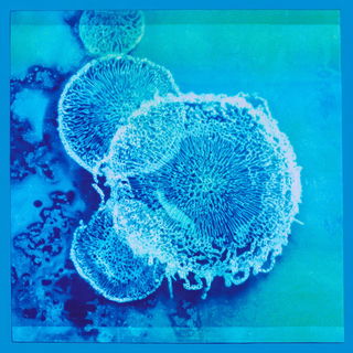Cyanotype Biomorphics style, Midjourney V7: editorial illustration for popular scientific magazine cover