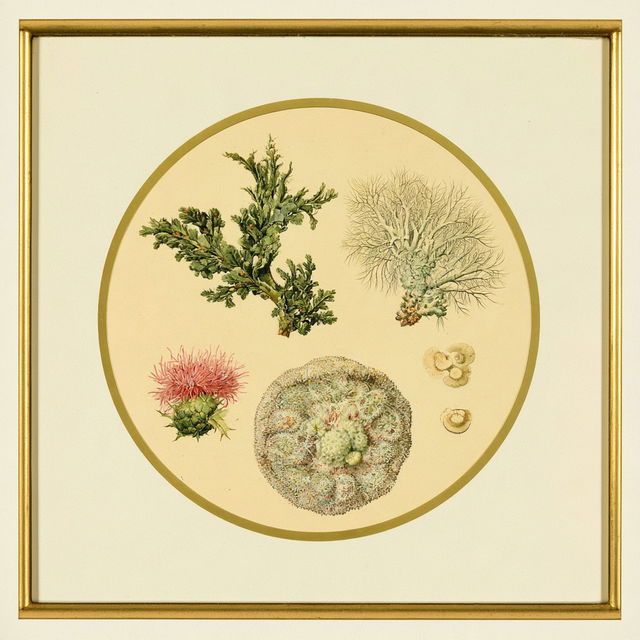 Engraveflora style, Midjourney V8.2, render 2 of 4