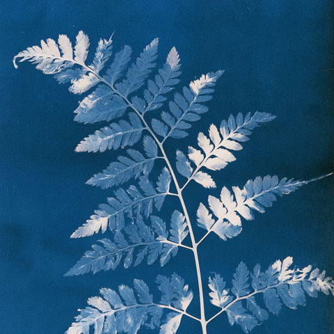 Anna Atkins style (Photographers), Midjourney V8.2