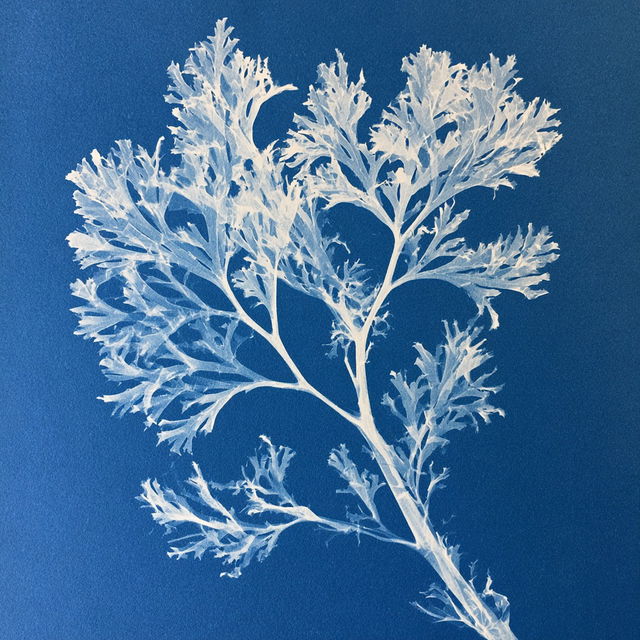 Anna Atkins style, Midjourney V8.2, render 4 of 4