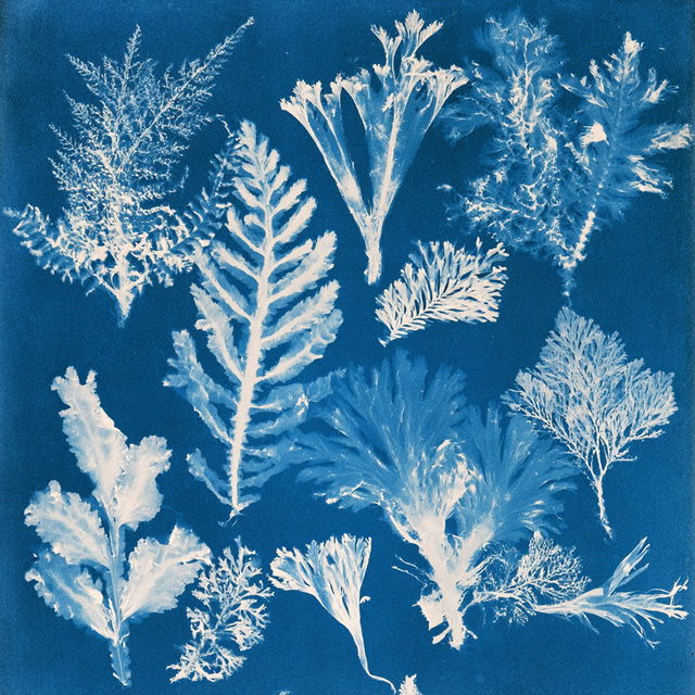 Anna Atkins style, Midjourney V8.2, render 3 of 4