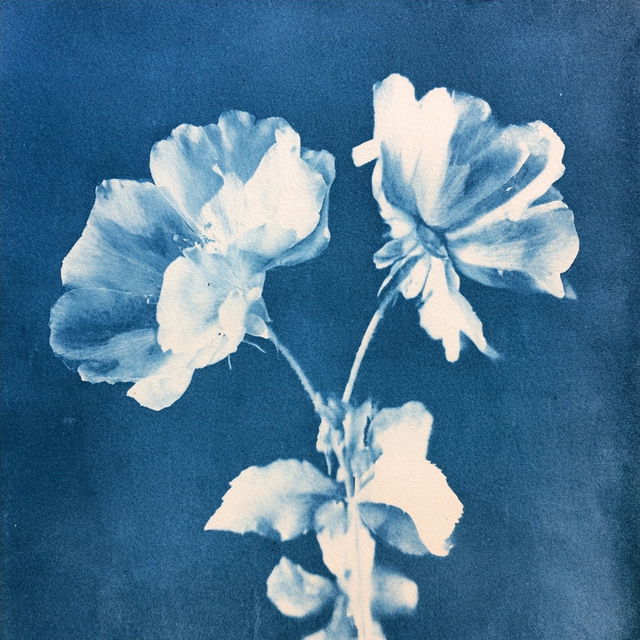 Anthotype print style, Midjourney V8.2, render 4 of 4