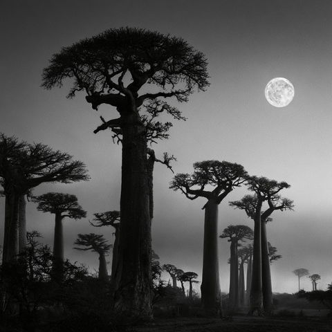 Beth Moon style (Photographers), Midjourney V8.2