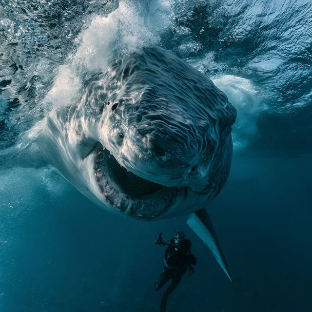 Brian Skerry style, Midjourney V8.2, render 2 of 4
