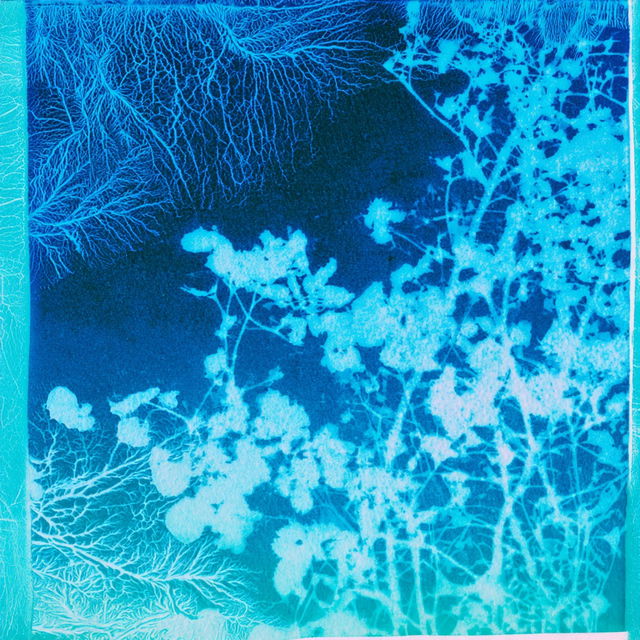 Cyanotype Biomorphics style, Midjourney V8.2, render 3 of 4