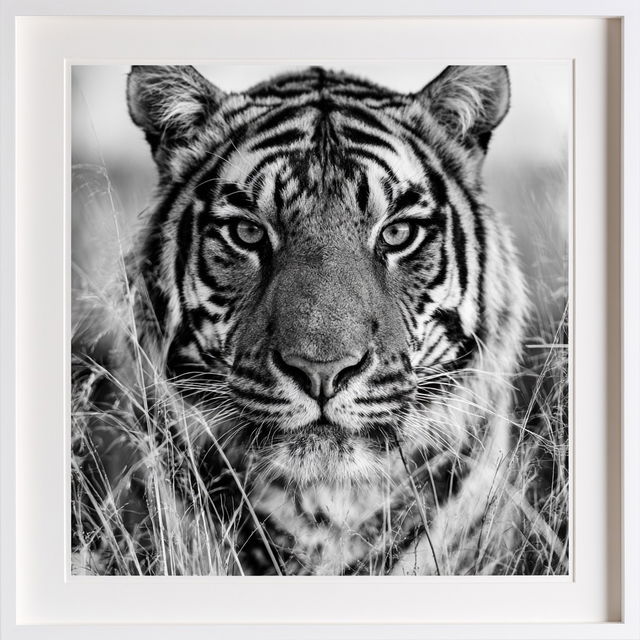 David Yarrow style, Midjourney V8.2, render 2 of 4