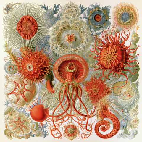 Ernst Haeckel style (Illustrators), Midjourney V8.2