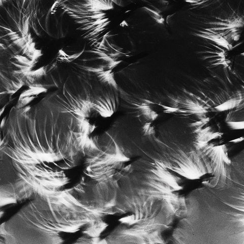 Etienne-Jules Marey style (Photographers), Midjourney V8.2