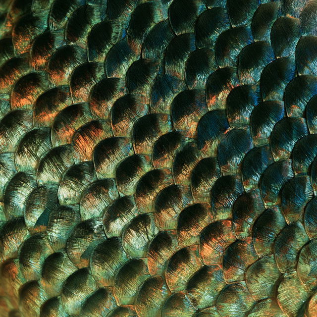 Fish scale texture style, Midjourney V8.2, render 4 of 4
