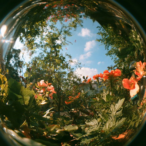 Fisheye lens style (Techniques), Midjourney V8.2