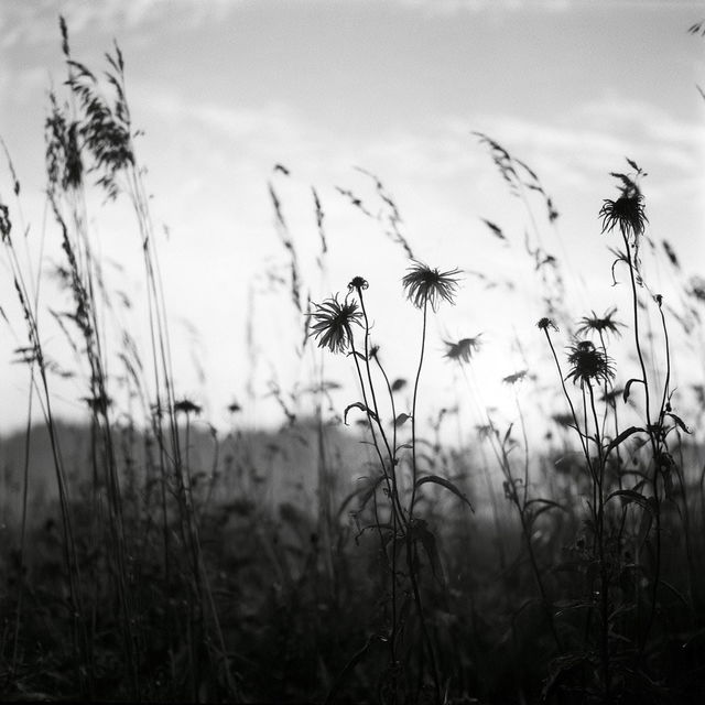 Fomapan 400 style, Midjourney V8.2, render 2 of 4