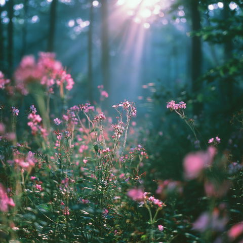 Fujichrome Provia 100F style (Techniques), Midjourney V8.2