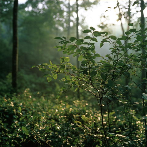 Fujicolor Fujichrome Velvia 100 style (Techniques), Midjourney V8.2