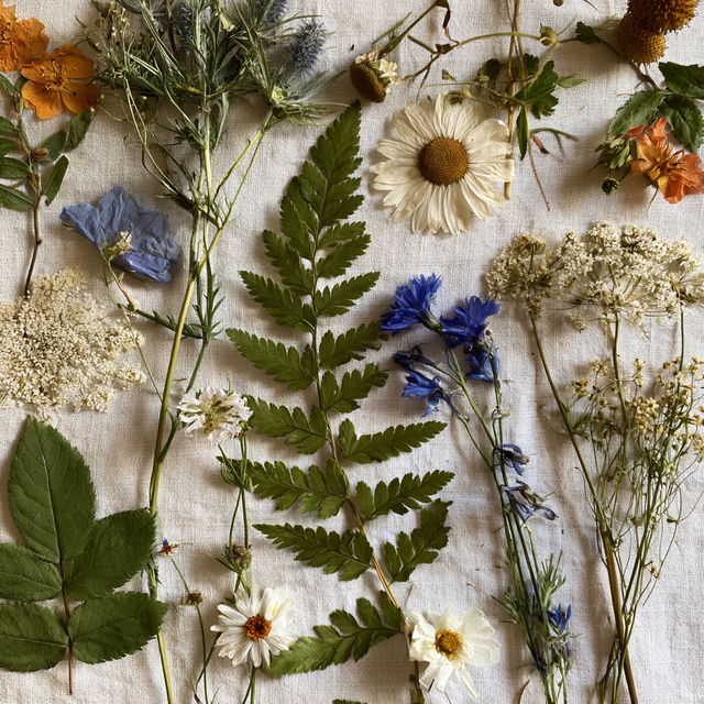 Herbarium style, Midjourney V8.2, render 3 of 4