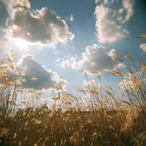 Holga photography style (Techniques), Midjourney V8.2