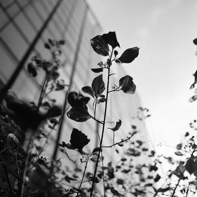 Ilford FP4 125 style, Midjourney V8.2, render 2 of 4