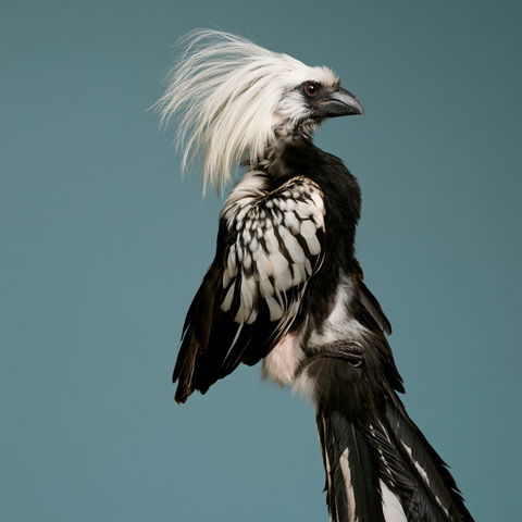Joel Sartore style (Photographers), Midjourney V8.2