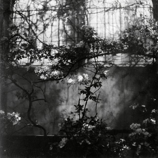 Josef Sudek style, Midjourney V8.2, render 4 of 4