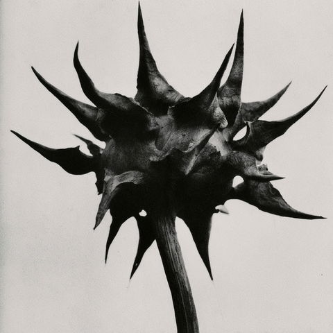 Karl Blossfeldt style (Photographers), Midjourney V8.2