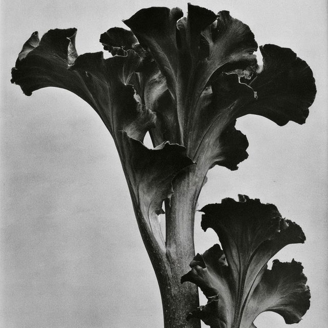Karl Blossfeldt style, Midjourney V8.2, render 3 of 4
