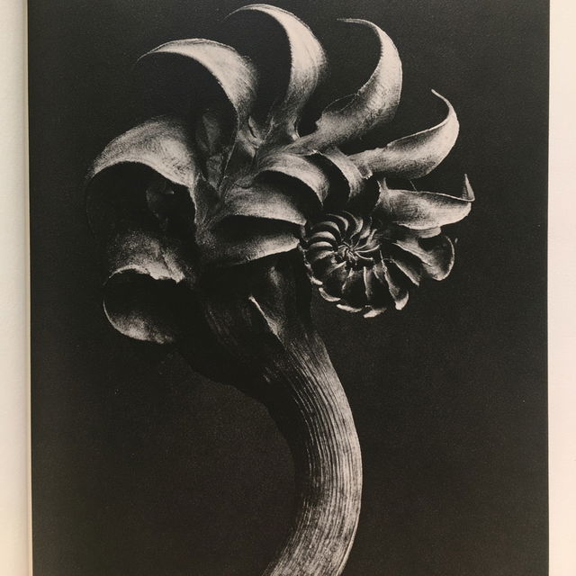 Karl Blossfeldt style, Midjourney V8.2, render 4 of 4