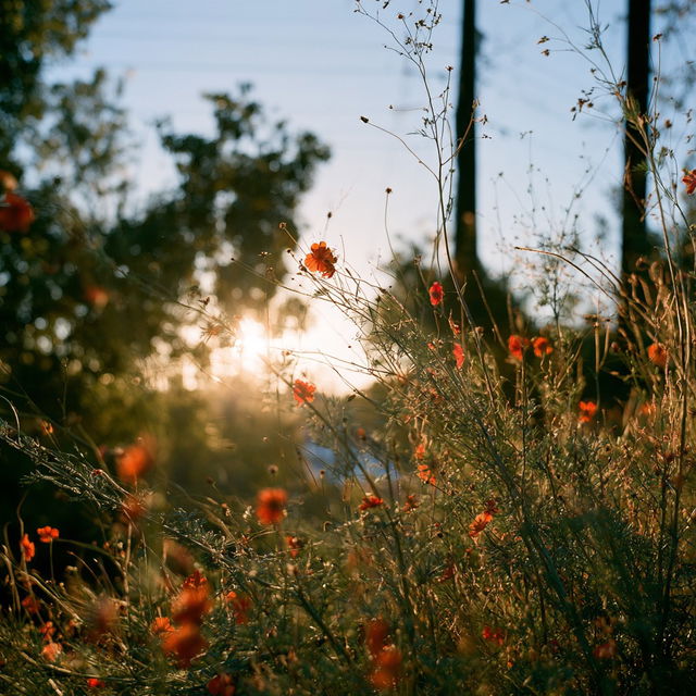 Kodak Ektar 100 style, Midjourney V8.2, render 2 of 4