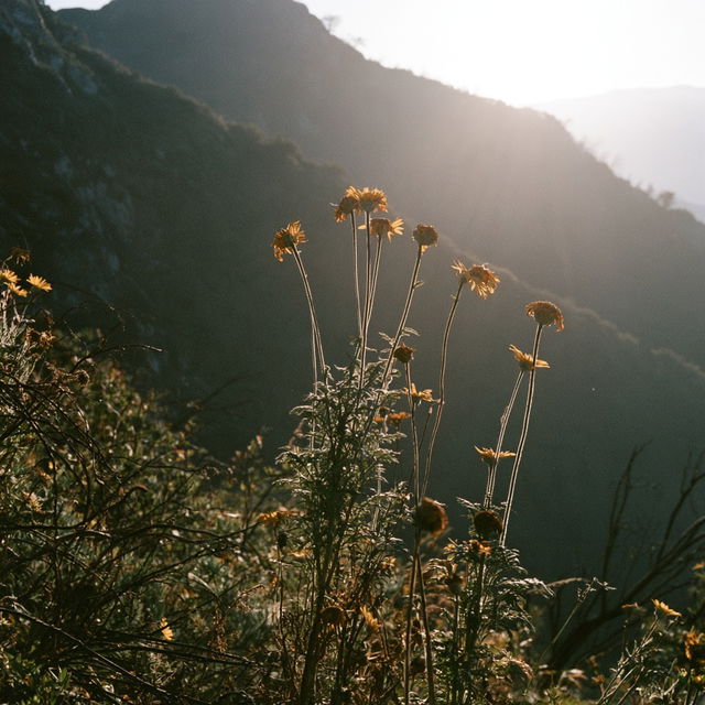 Kodak Portra 400 style, Midjourney V8.2, render 2 of 4