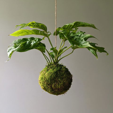 Kokedama style (Techniques), Midjourney V8.2