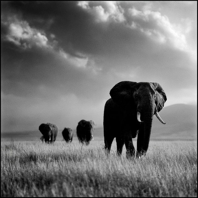 Laurent Baheux style, Midjourney V8.2, render 2 of 4