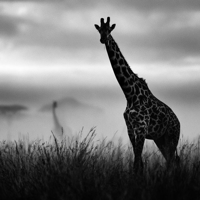 Laurent Baheux style, Midjourney V8.2, render 1 of 4