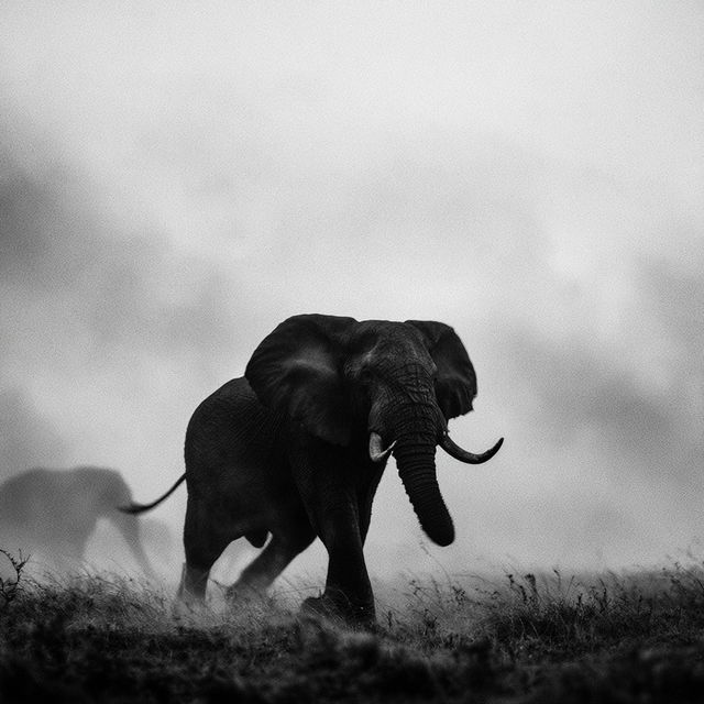 Laurent Baheux style, Midjourney V8.2, render 3 of 4