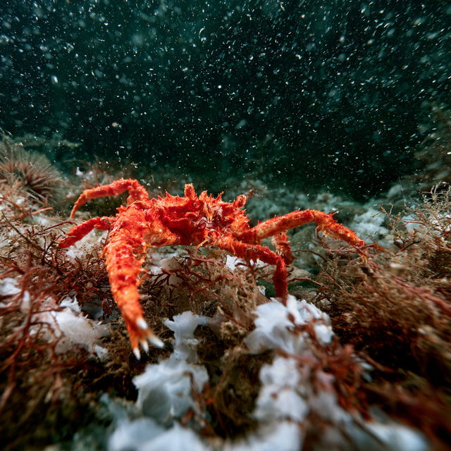 Marine photography style, Midjourney V8.2, render 4 of 4