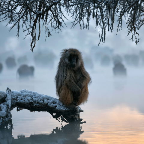 Marsel van Oosten style (Photographers), Midjourney V8.2