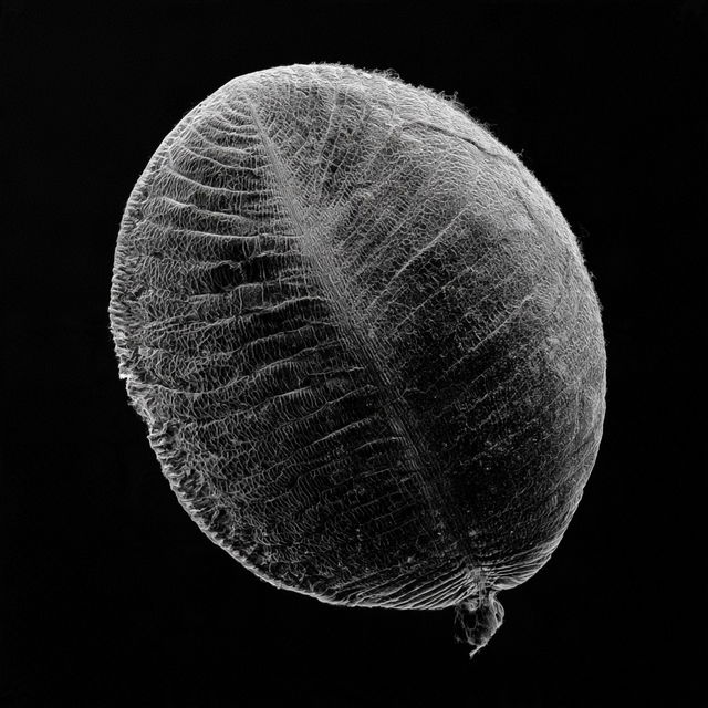 Micrographia style, Midjourney V8.2, render 2 of 4