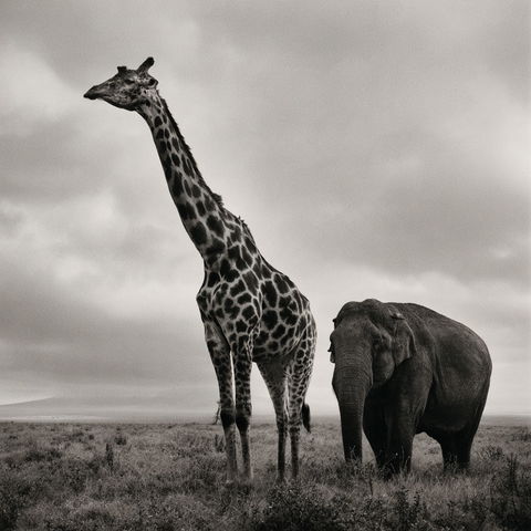 Nick Brandt style (Photographers), Midjourney V8.2