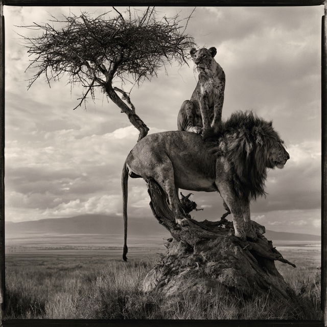 Nick Brandt style, Midjourney V8.2, render 3 of 4