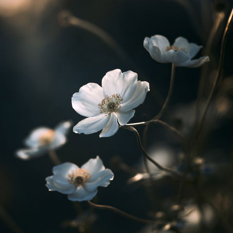 Paul Barson style (Photographers), Midjourney V8.2