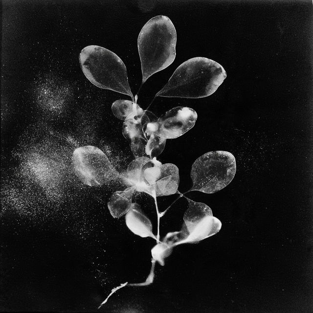 Photogram style, Midjourney V8.2, render 4 of 4
