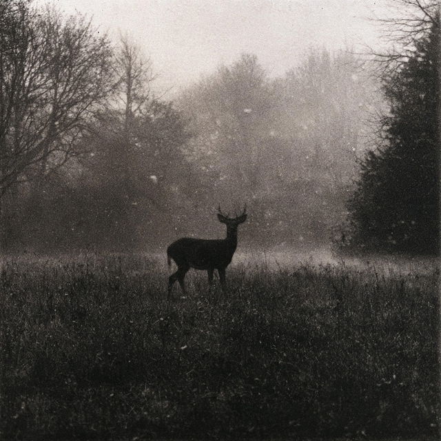Photogravure style, Midjourney V8.2, render 2 of 4