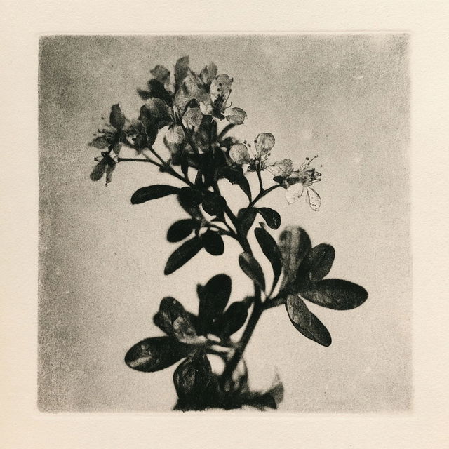 Photogravure style, Midjourney V8.2, render 4 of 4