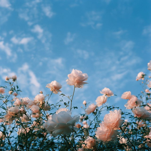 Rinko Kawauchi style, Midjourney V8.2, render 2 of 4
